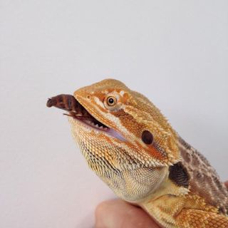 Profile Picture of Alex Steckly (@alex.steckly) on Facebook