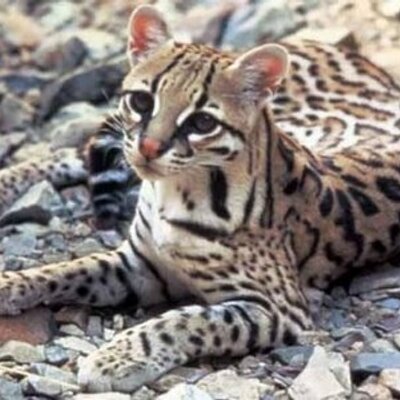 Profile Picture of Bob Sereno (@Bobtheocelot) on Twitter