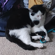 Profile Picture of Harold Guy Cox (@Ash-r1g6h) on Youtube