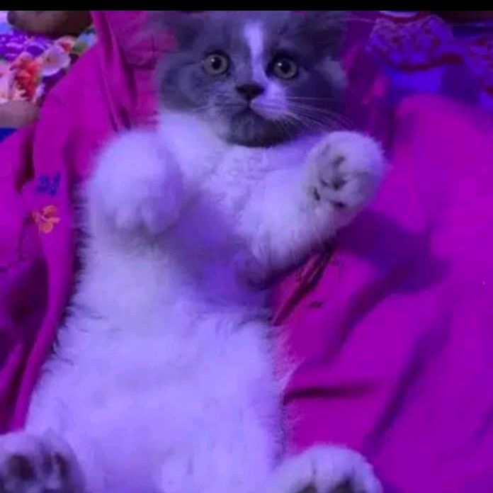 Profile Picture of saima arif (@saimaarif1979) on Tiktok