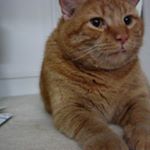 Profile Picture of Nancy D (@commonorangetabby) on Instagram