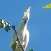 Profile Picture of Andrew Rennie (@andrewrennie4194) on Youtube