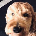 Profile Picture of Luke Skywalker Keohane (@lukeskywalkerjedidog) on Instagram