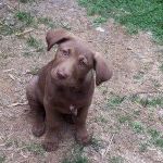 Profile Picture of Lori Clemente (@loric916) on Pinterest