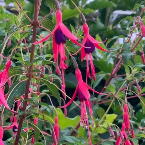 Profile Picture of Klaudia Neira (@claudia_neira_s) on Poshmark