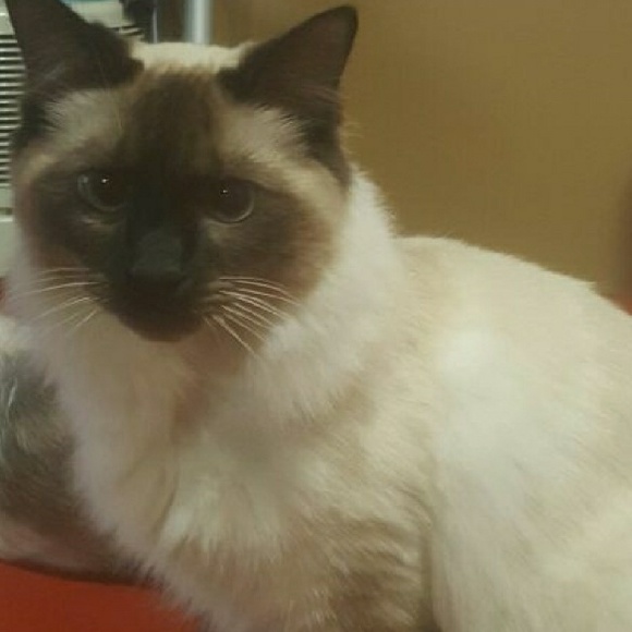 Profile Picture of Chelsie Boodoo (@fashionbabe1993) on Poshmark