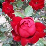 Profile Picture of Patrick Le Goff (@gpatrickle) on Instagram