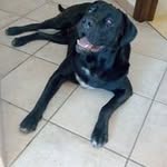 Profile Picture of Carlo Coletta (@colettacarlo) on Instagram