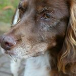 Profile Picture of Linda the Spaniel bretón (@lindathespaniel) on Instagram