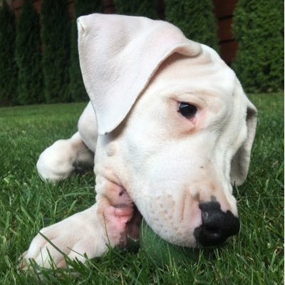 Profile Picture of Dovydas Olekas (@d_olekas) on Twitter
