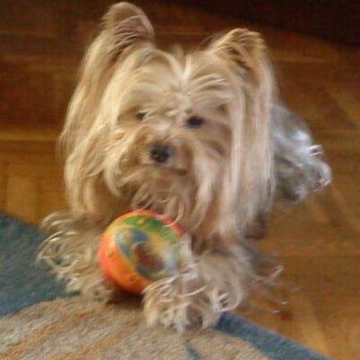 Profile Picture of Carlos Sotelo (@carlossotelo15) on Twitter