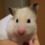 Profile Picture of Christine Kim (@mako_mockingbird) on Flickr