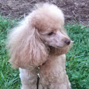 Profile Picture of Renee Graham (@reneegraham3601) on Youtube