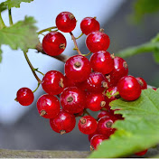 Profile Picture of Kay  Zhang (@kayzhang4785) on Youtube