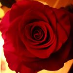 Profile Picture of Amanda Pearce (@andyp8788) on Instagram