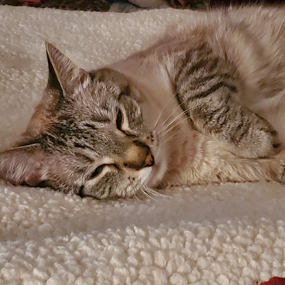 Profile Picture of Kaela Eshenbrenner (@kaelaelexus) on Poshmark