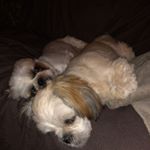 Profile Picture of Dougal & Betsy (@jeanettehill3894) on Instagram