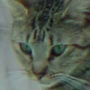 Profile Picture of Nancy Barnes (@nancysbarnes5) on Pinterest