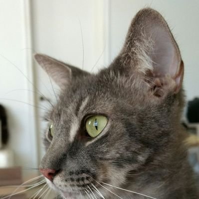 Profile Picture of Vanessa A.Krell (@@VAK5000) on Twitter