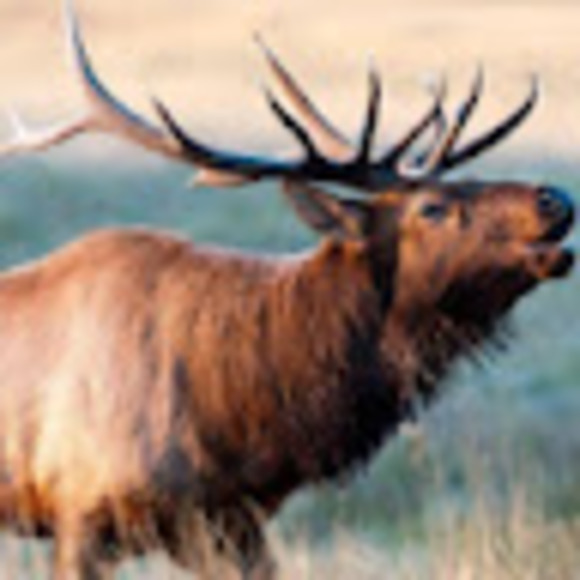 Profile Picture of Jacob Dowdy (@jacobdowdy396) on Poshmark