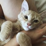 Profile Photo of Sir Charles Boustany-Albanese (@charliethecat2018) on Instagram