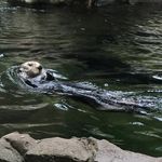 Profile Picture of Kenyon Hustad (@kenyon_hustad) on Instagram