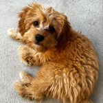 Profile Picture of Leanna Craig (@leeeannaaaa) on Instagram