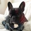 Profile Picture of lord_byron_ (@lord_byron_the_frenchie) on Tiktok