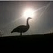 Profile Picture of Kevin Merrill (@frankenbuzz) on Youtube