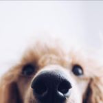 Profile Picture of Mildwens Sir Fabian (Vincent) (@poodle.vibes) on Instagram