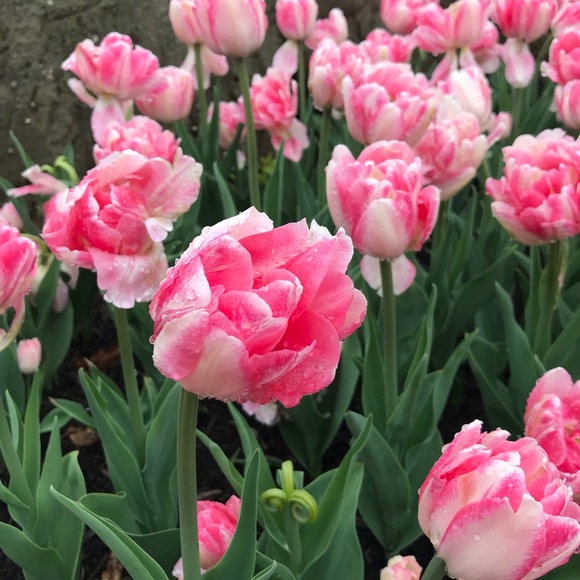 Profile Picture of Jerri Rose (@jerri_rose) on Poshmark