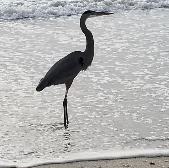 Profile Picture of Stella Mingrone (@mingro1) on Poshmark