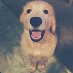 Profile Picture of Walter The Golden Retriever (@walter.the.or.golden) on Instagram