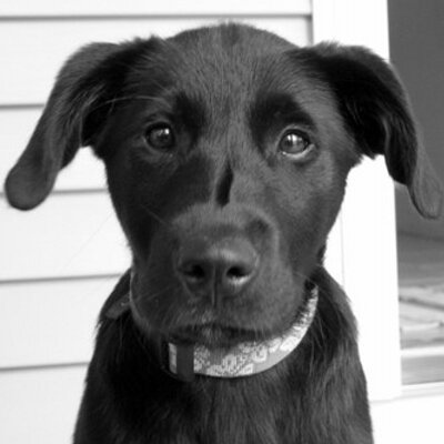 Profile Picture of Max Connelly (@preppydog) on Twitter