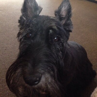 Profile Picture of Carla Clancy (@CarlaClancy1) on Twitter