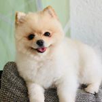 Profile Picture of Brian de Myong 🐾 (@pomeranian.brian) on Instagram