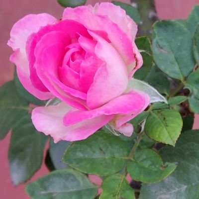 Profile Picture of Jai Sri Ram Venkatesh M (@mvenkatesh1951) on Twitter