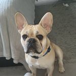 Profile Picture of Diesel Rae🏴󠁧󠁢󠁳󠁣󠁴󠁿 (@diesel.ralphy.pups) on Instagram