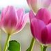 Profile Picture of Leslie Parks (@lesliep105) on Pinterest