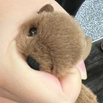 Profile Picture of Jerry the Groundhog (@jerryatjmu) on Instagram