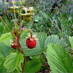 Profile Picture of LOOFBOURROW (@ac762loofbou) on Instagram