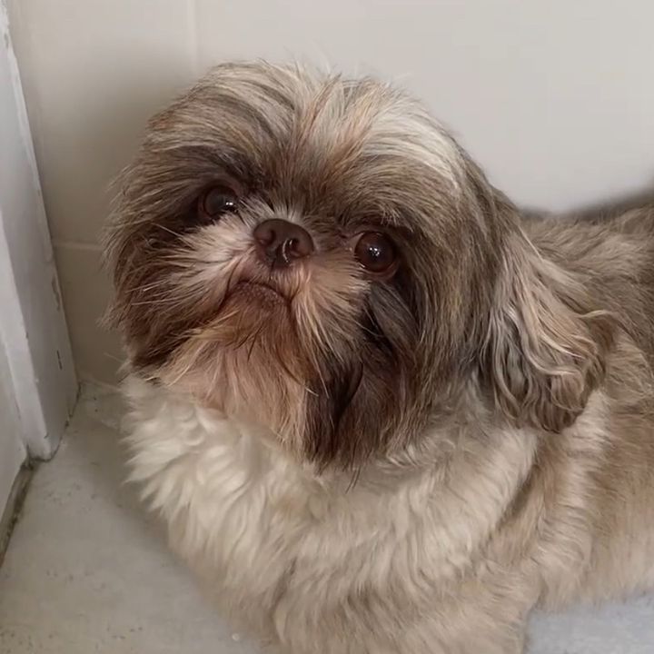 Profile Picture of Toddynho (@toddynhofuracao) on Tiktok