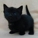 Profile Picture of April Frankard (@aprixxluv) on Instagram