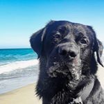 Profile Picture of Leon Sele (@leon_sele_black_labrador) on Instagram