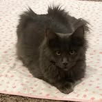 Profile Picture of Kapa Maine Coons (@Kapa-Maine-Coons) on Facebook