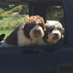 Profile Picture of George Whitesides (@crdarwin7) on Instagram