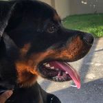 Profile Picture of Bayne🐾•the rottweiler•🐾 (@iambaynetherottweiler) on Instagram