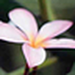 Profile Picture of Carrington2010 (@carrington2010) on Flickr