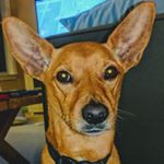 Profile Picture of Roberto Mevorach (@robertdedoggo) on Instagram