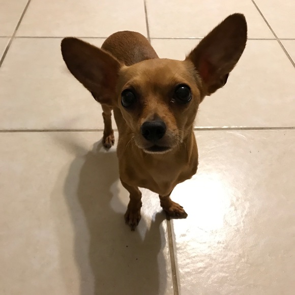 Profile Picture of Diane Plummer (@forddpl1) on Poshmark